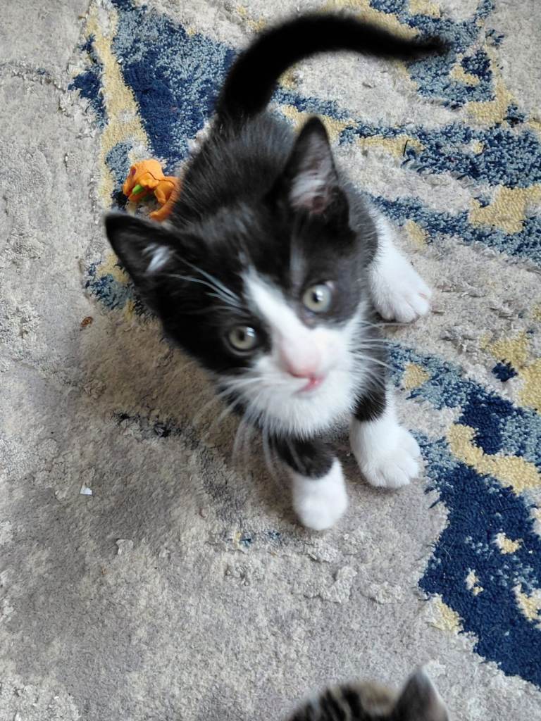 Kittens