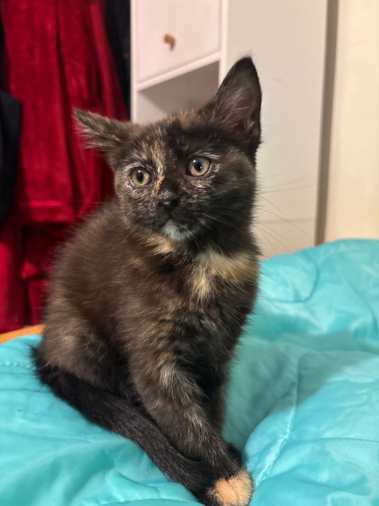2 kitten girls left
