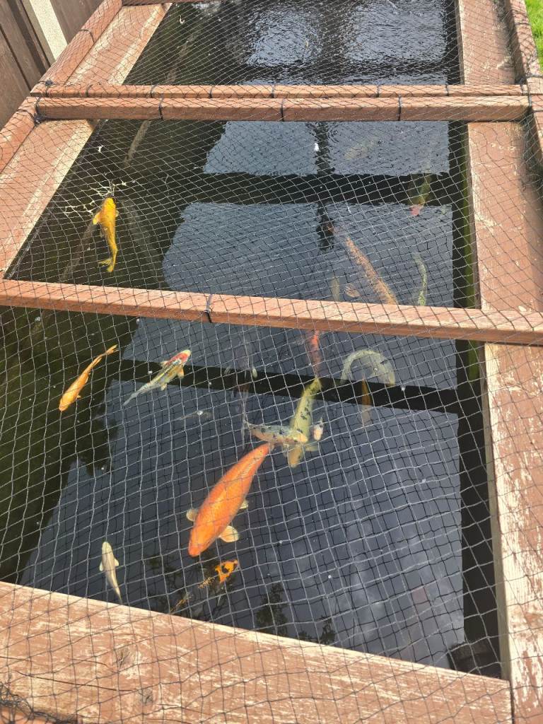 Koi/ pond fish 