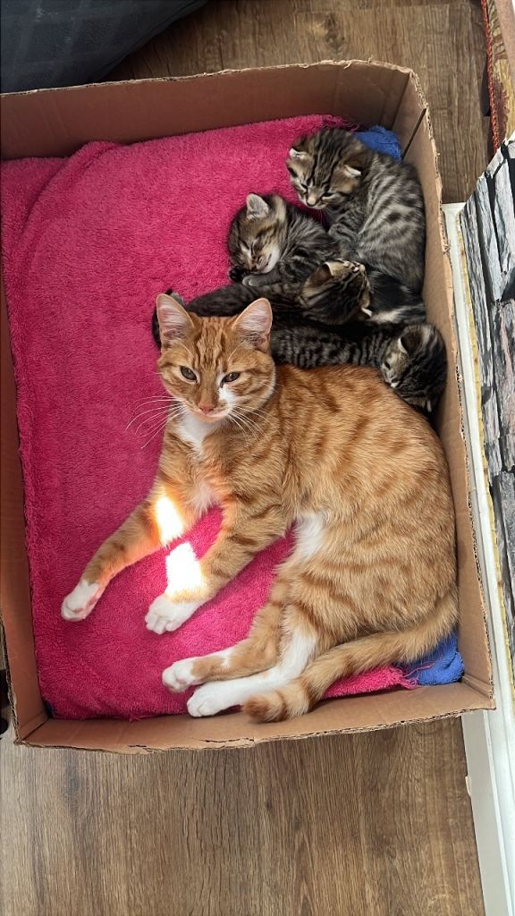 Ginger and white kitten 