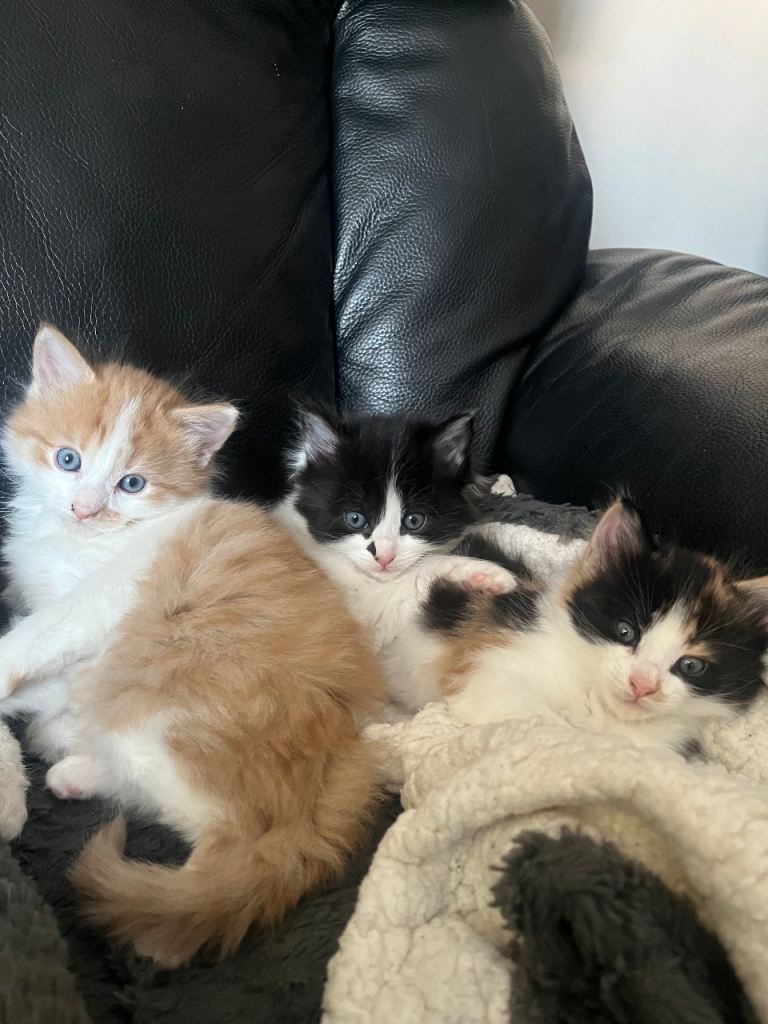 Kittens for sale 