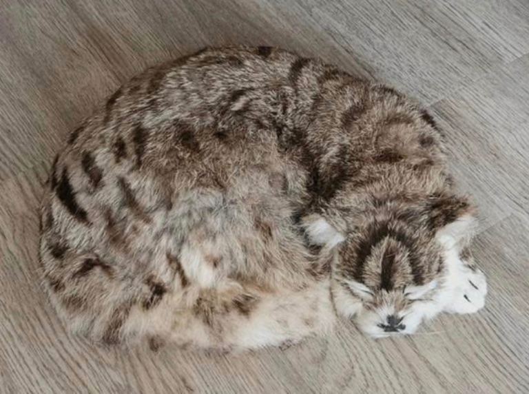 Nauticalia "Mrs Chippy" Shackleton Antarctic Ship’s Cat Figurine