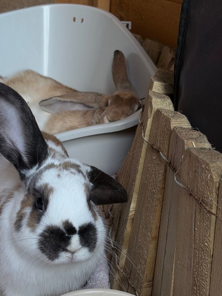2 bonded pair of male rabbits 