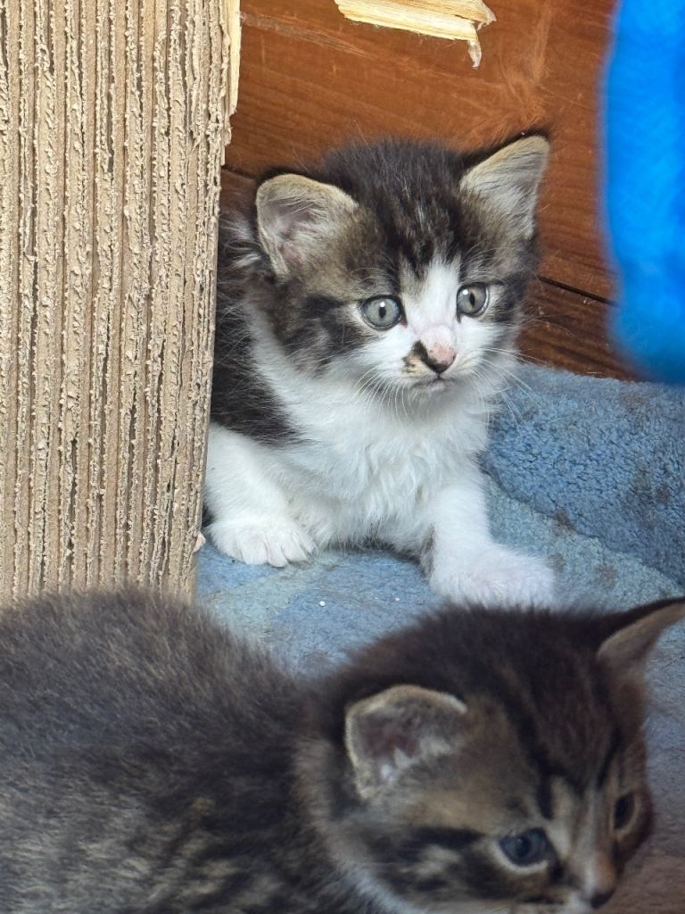 Cat and kittens 
