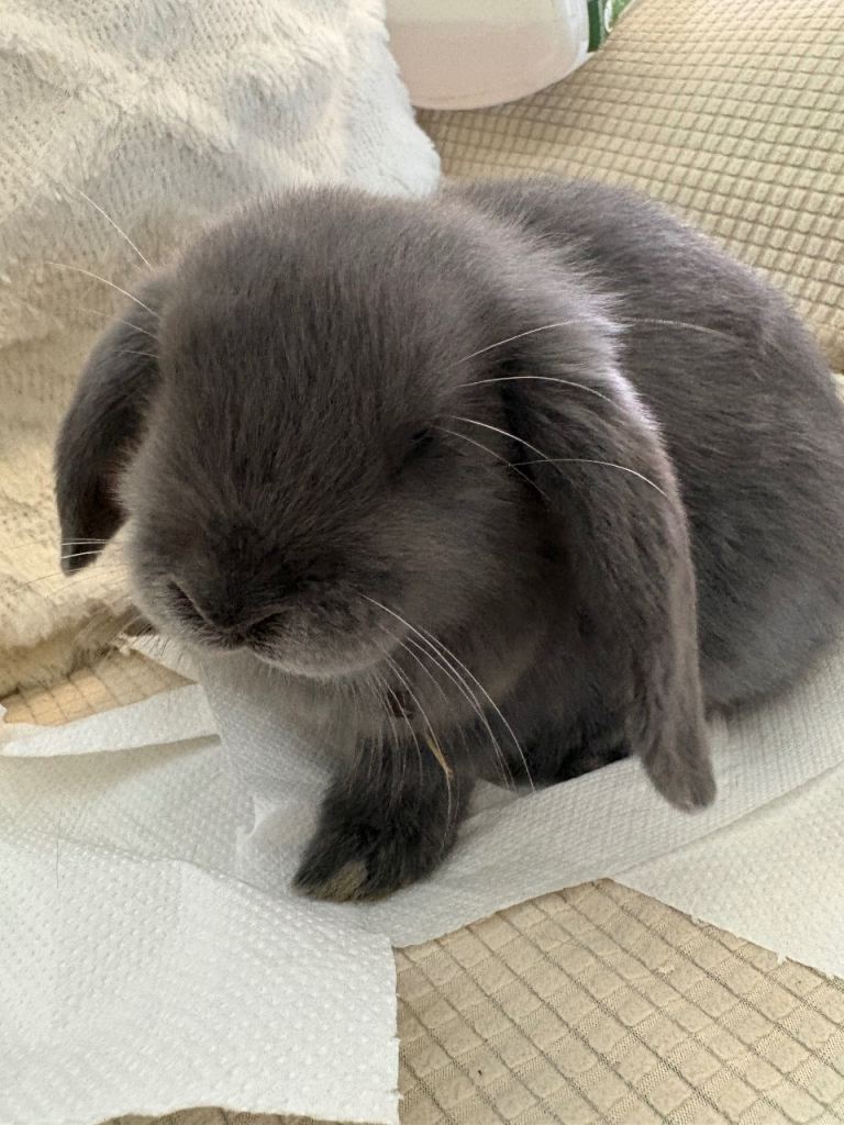 Mini lop last blue male left 