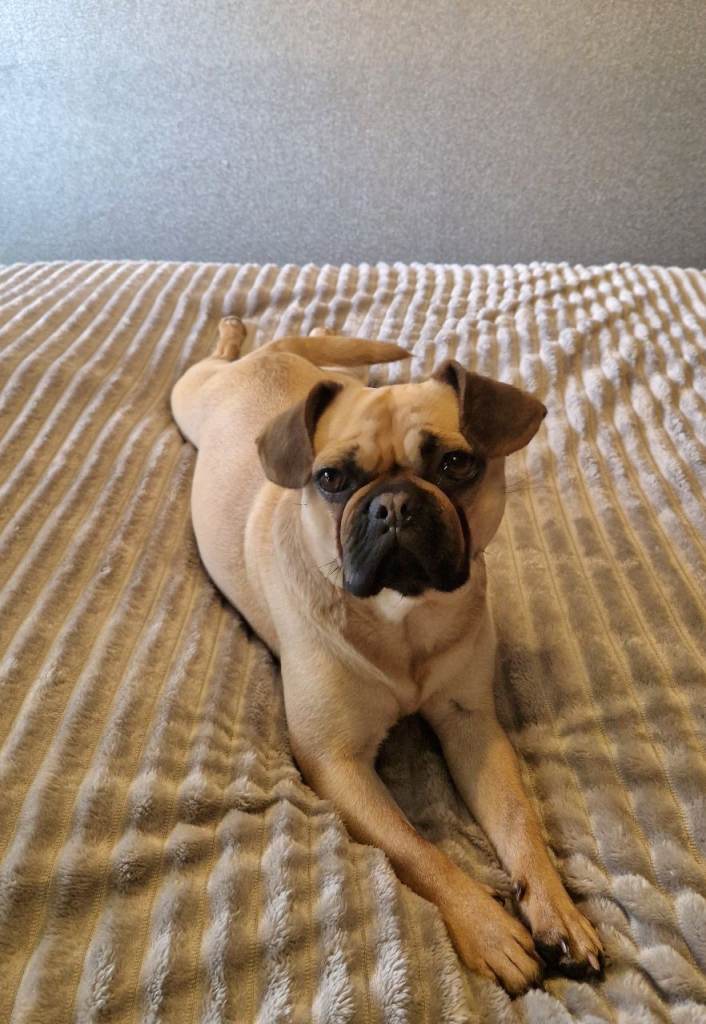 Pug cross frenchie 