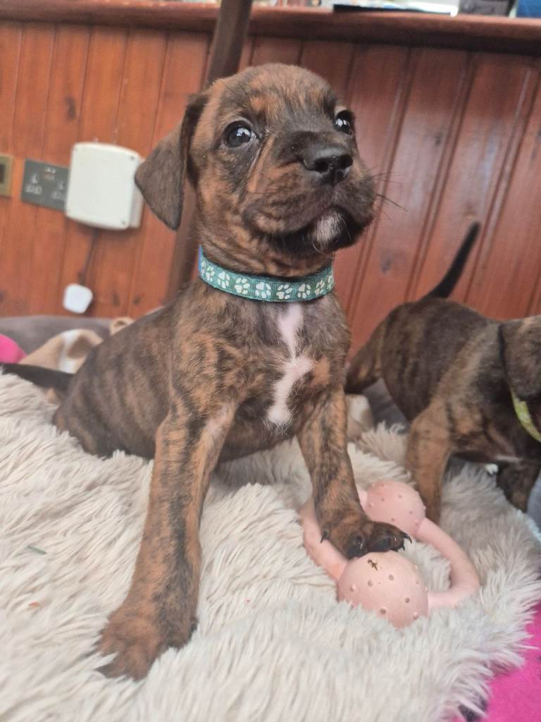Beautiful puppies 