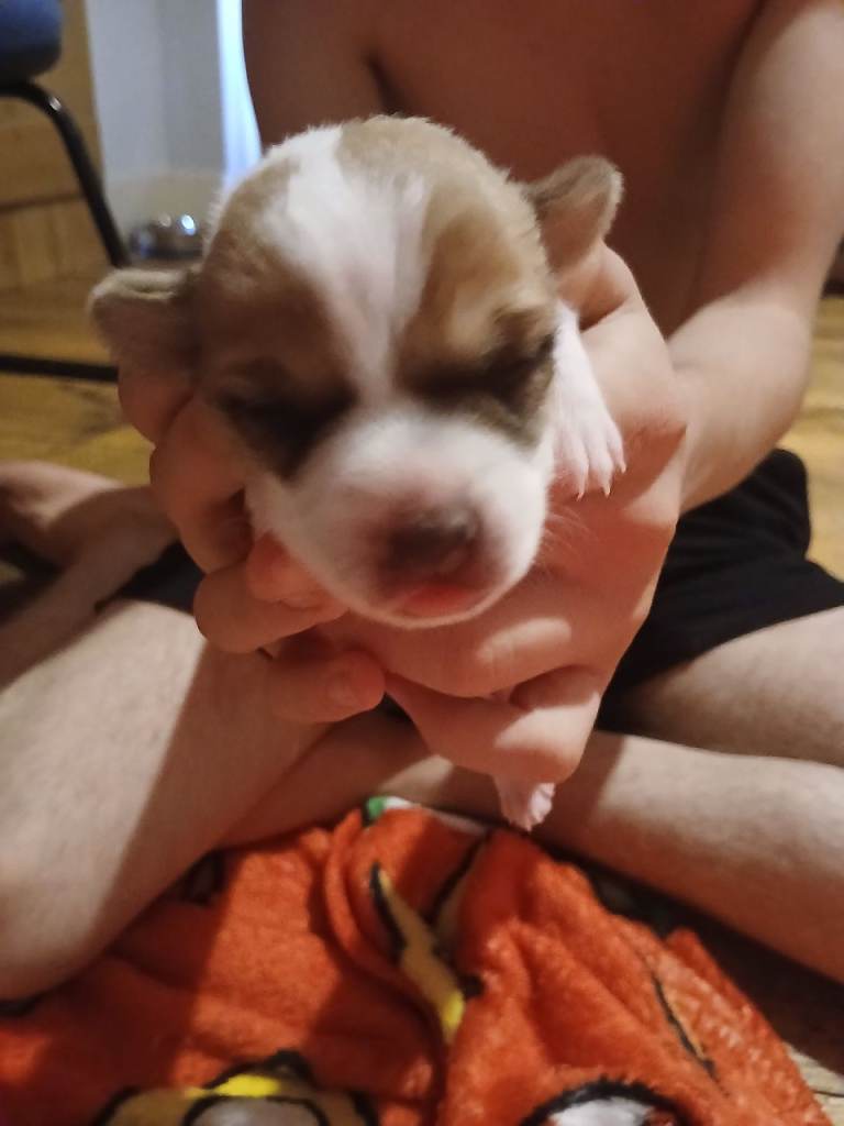 1 jack russel boy puppy
