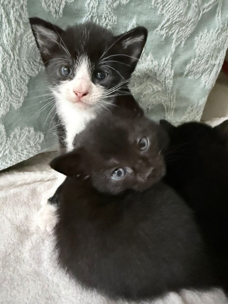 2 domestic shorthair kittens 
