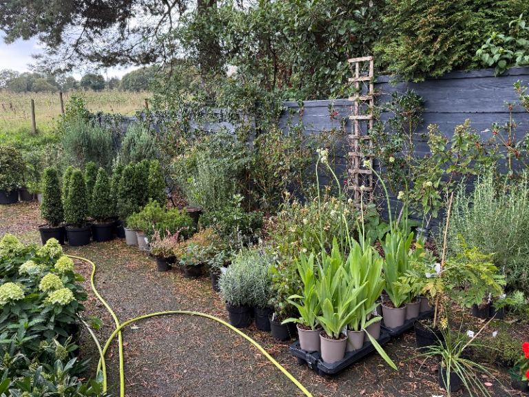 Ilex topiary cone trees £25 each 