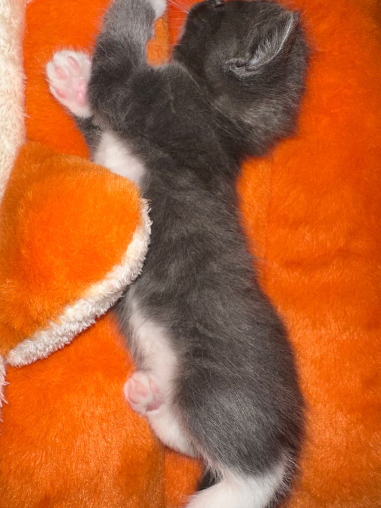 1 Stunning Cross-Breed Kittens:Ragdoll x British Shorthair 