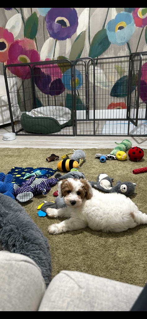 8 Panel puppy playpen