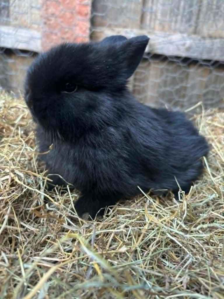 1 Black Male netherland dwarf