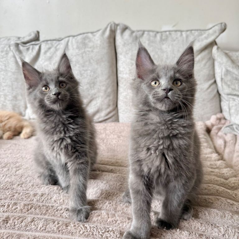 Stunning XL Maine coon kittens