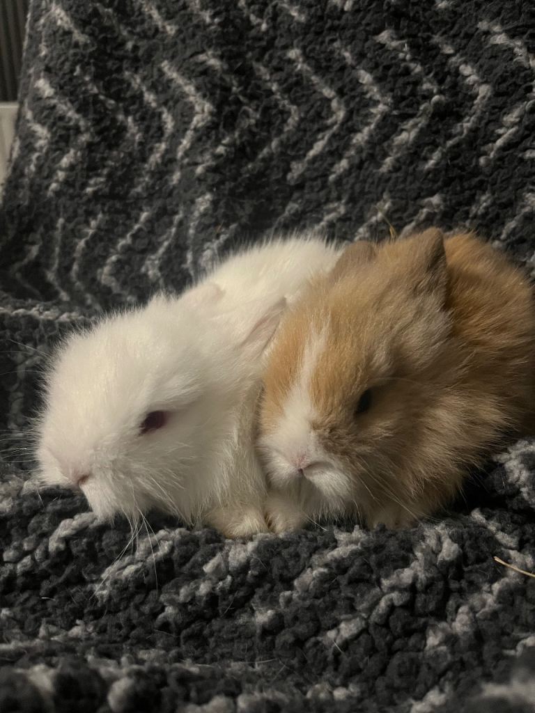 Lionhead Rabbits 
