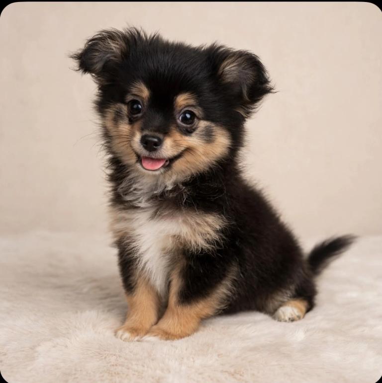 cute puppy