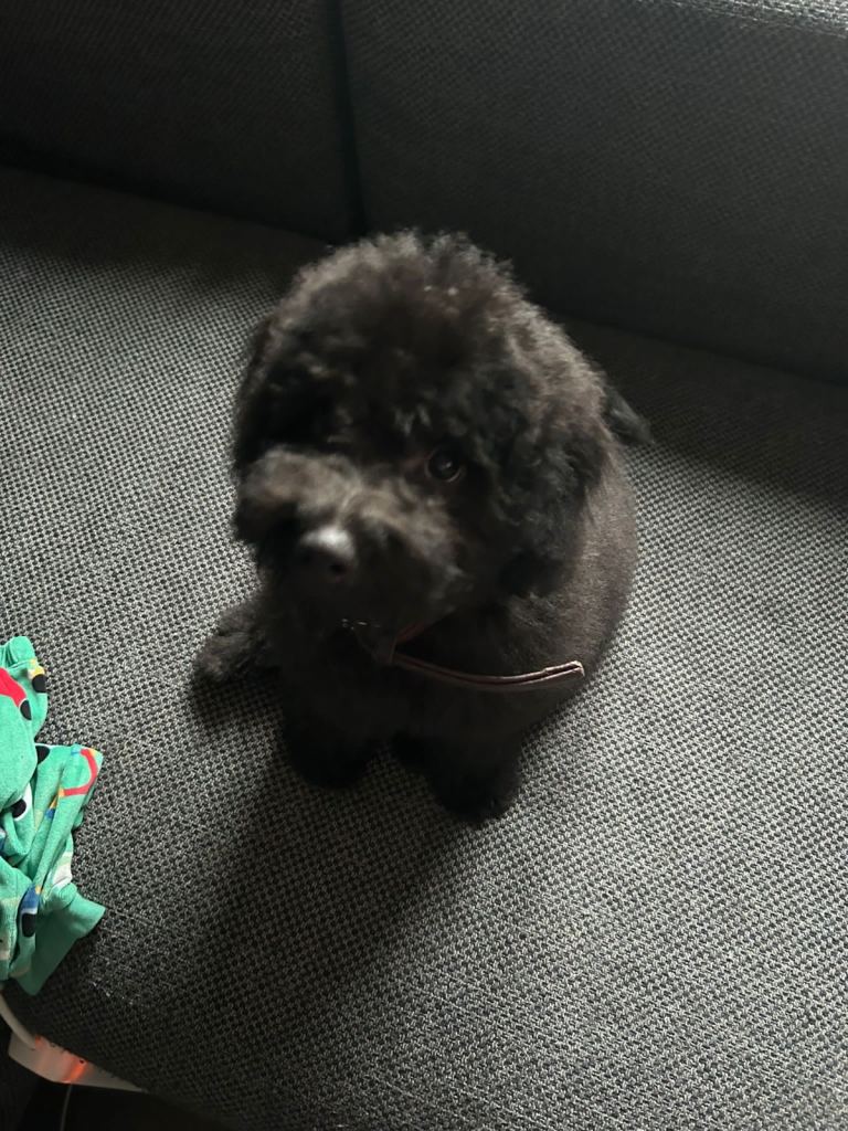 Cavapoo pup 4 months 