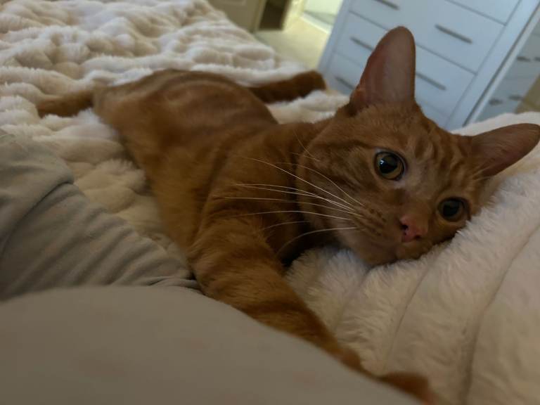 Ginger Cat 