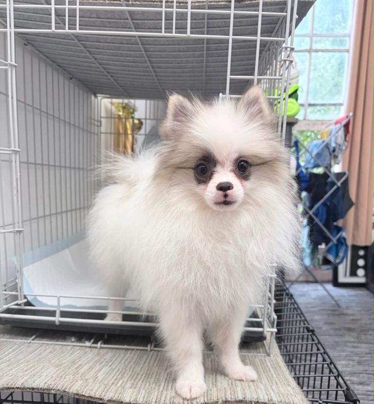 Pomeranian puppy boy- reduced 