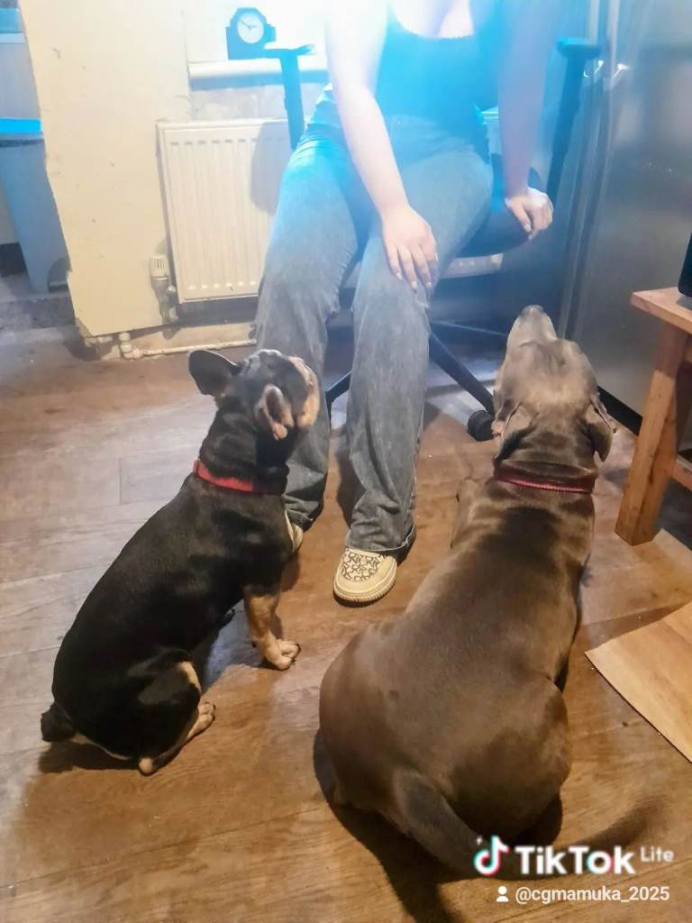 Dog boarding/walking 
