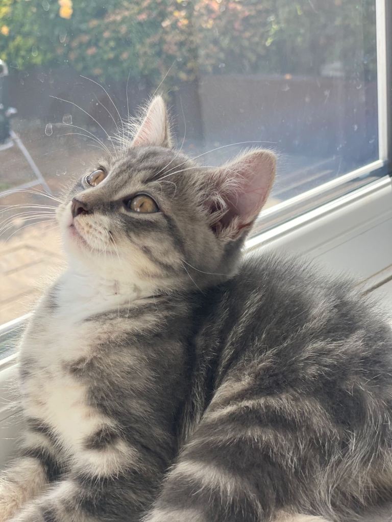 Male Grey tabby mix kitten, 7months old 