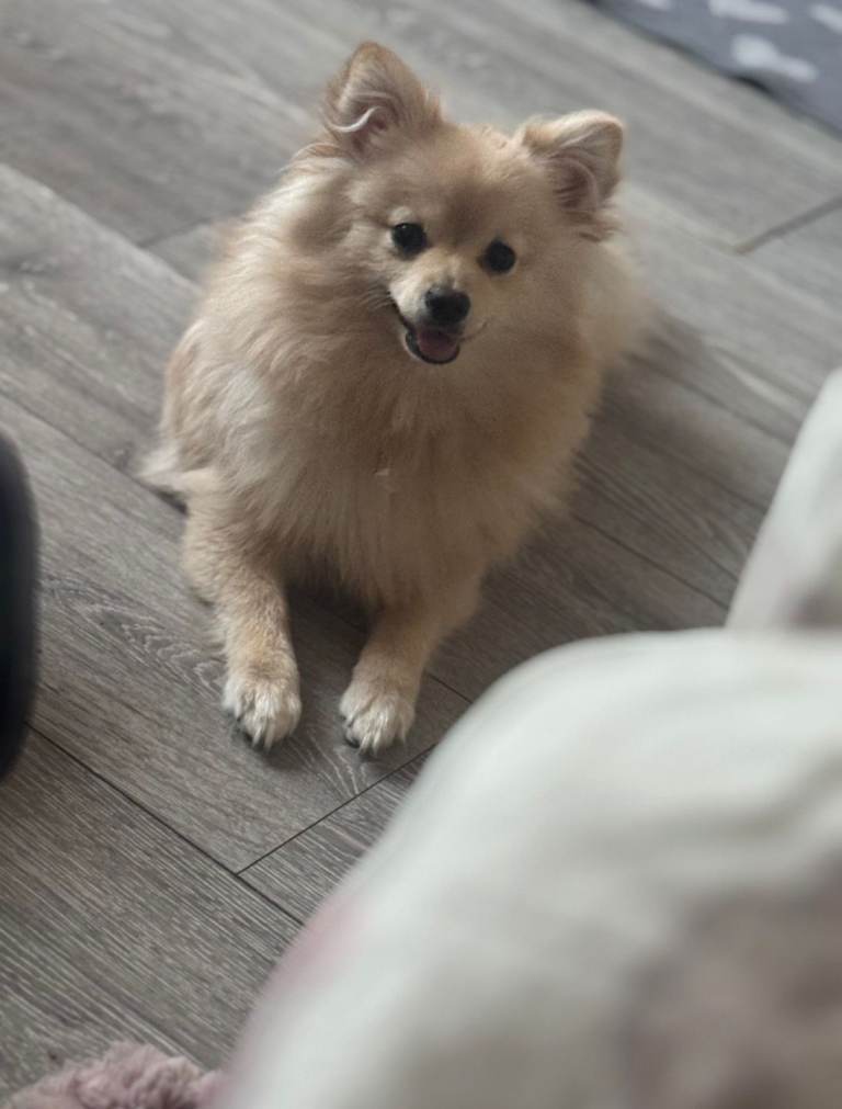 Female pomeranian 