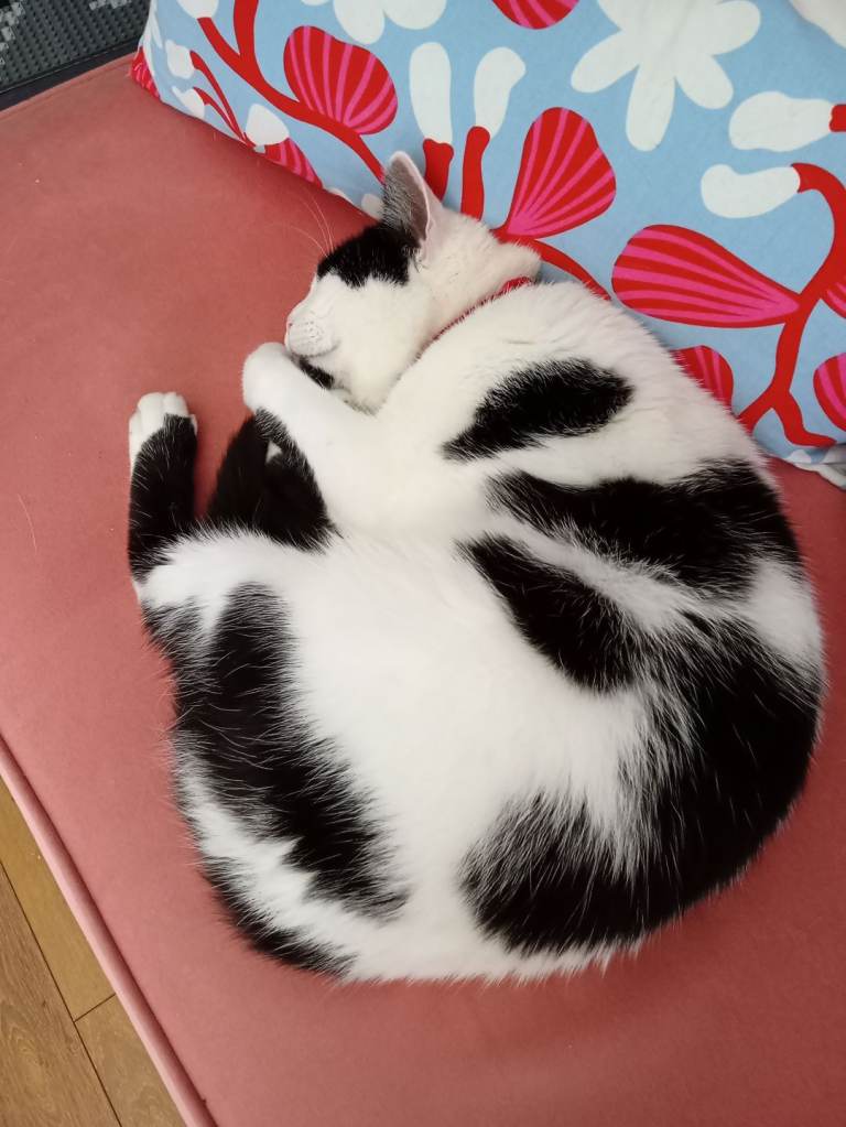 Affectionate male cat seeks loving home