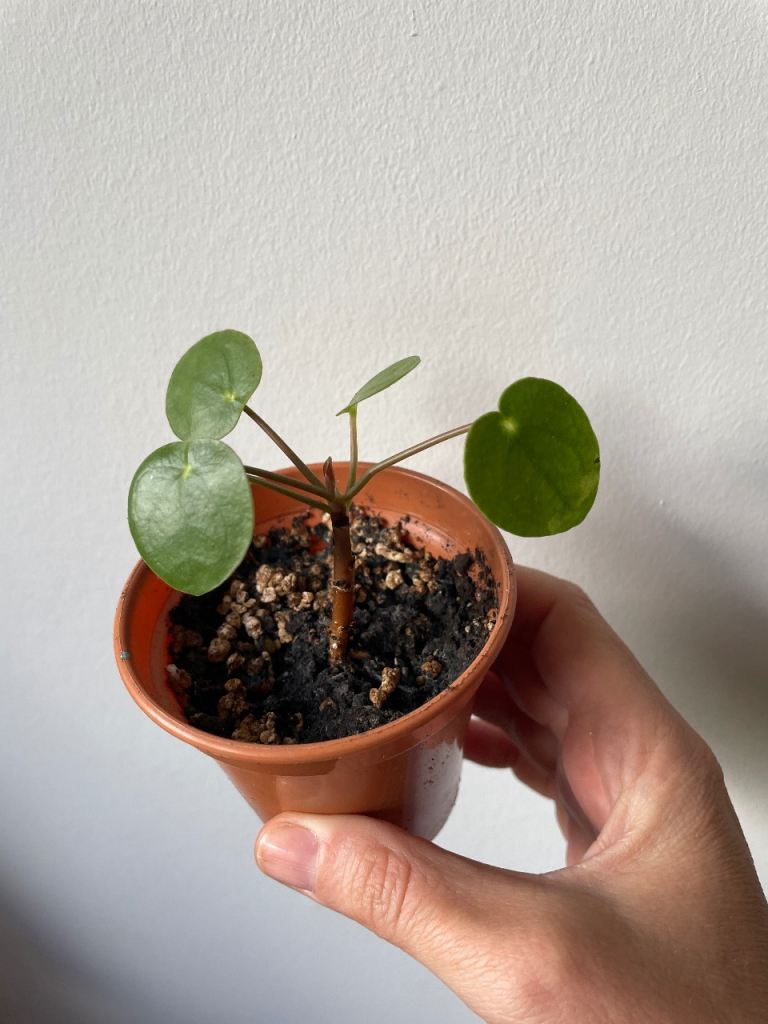 House plants
