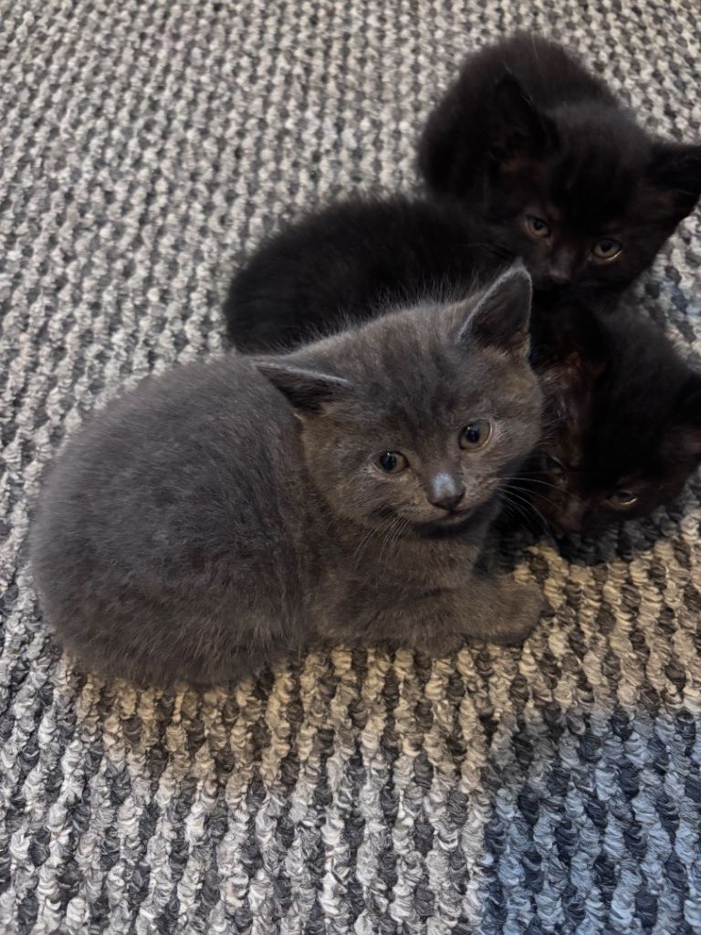 Kittens 
