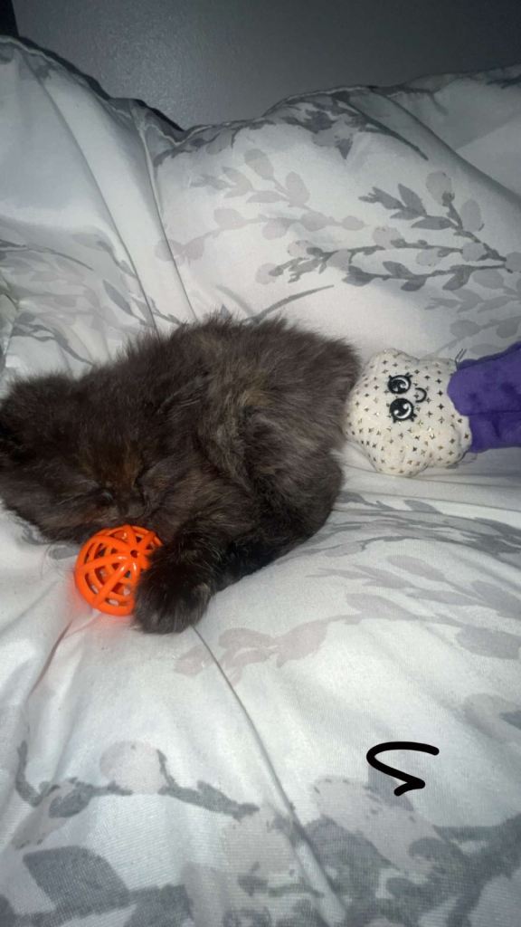 fluffy kitten for sale 