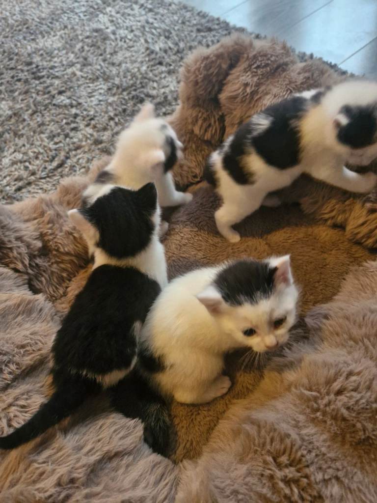 4 Beautiful Black & White Kittens