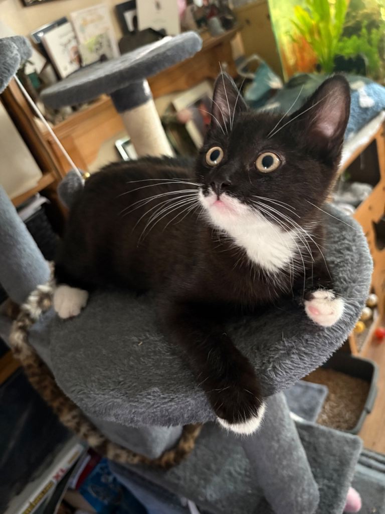 Beautiful kitten aged 13 weeks:  Black and White Male