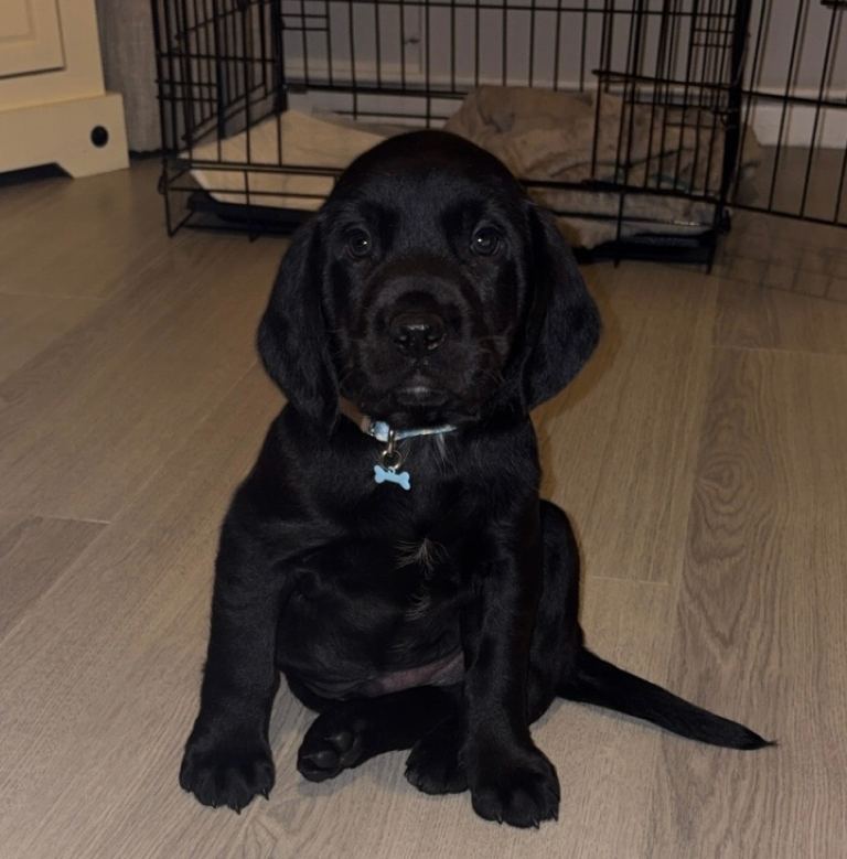 Springador puppy