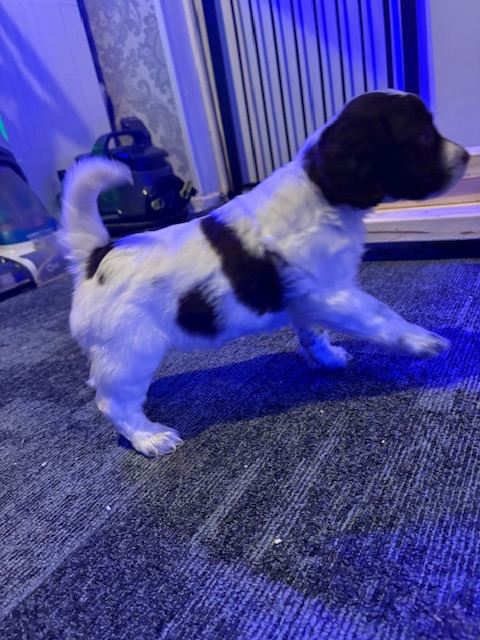 F1b Cockapoo girls (3/4 cocker spaniel)