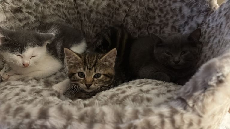 3 very affectionate kittens
