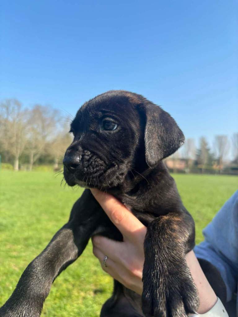 Cane Corso, sweet,raised with love and to be loved Ready to find forever homes!6 puppies left