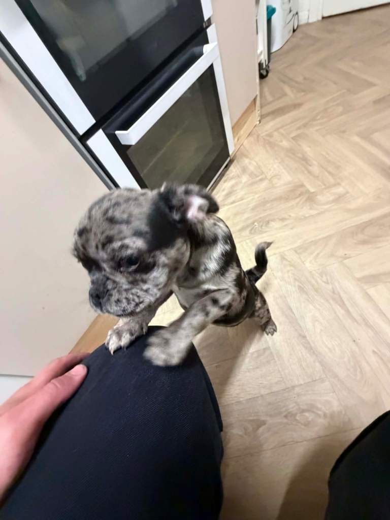 Pug puppies 13 weeks old 