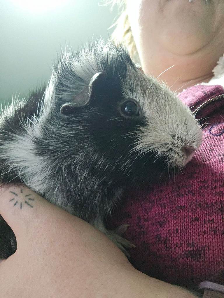 2 x Male Guinea Pigs