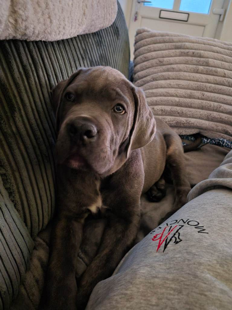 Pure breed cane corso puppy 