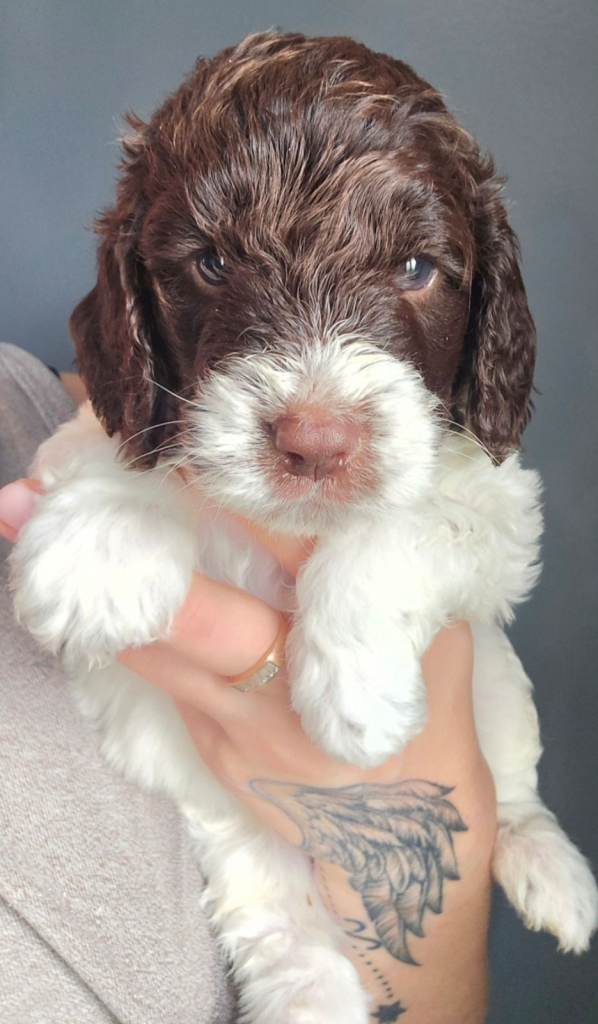 🐾 Meet our beautiful litter of 5 F1 Sproodle puppies!