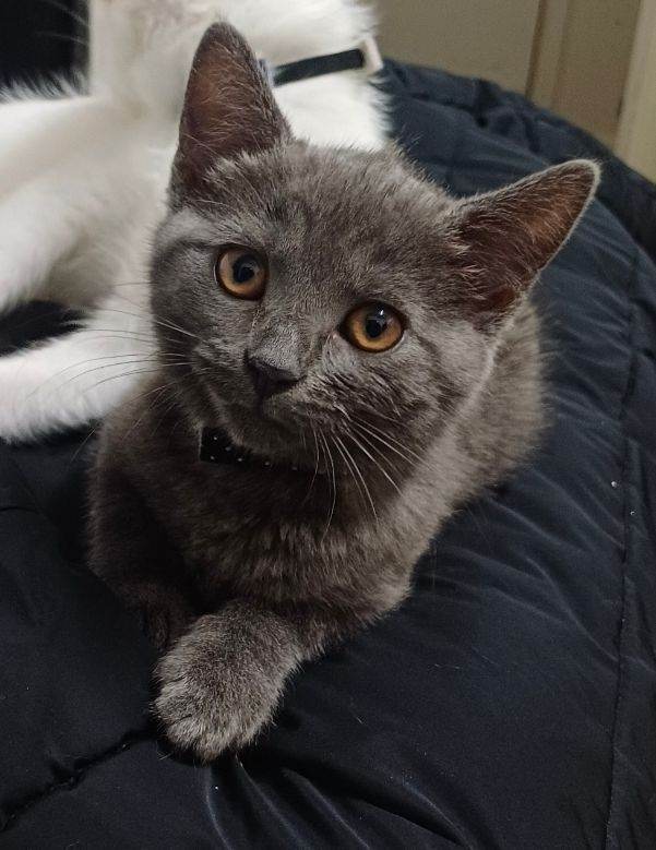 Female kitten