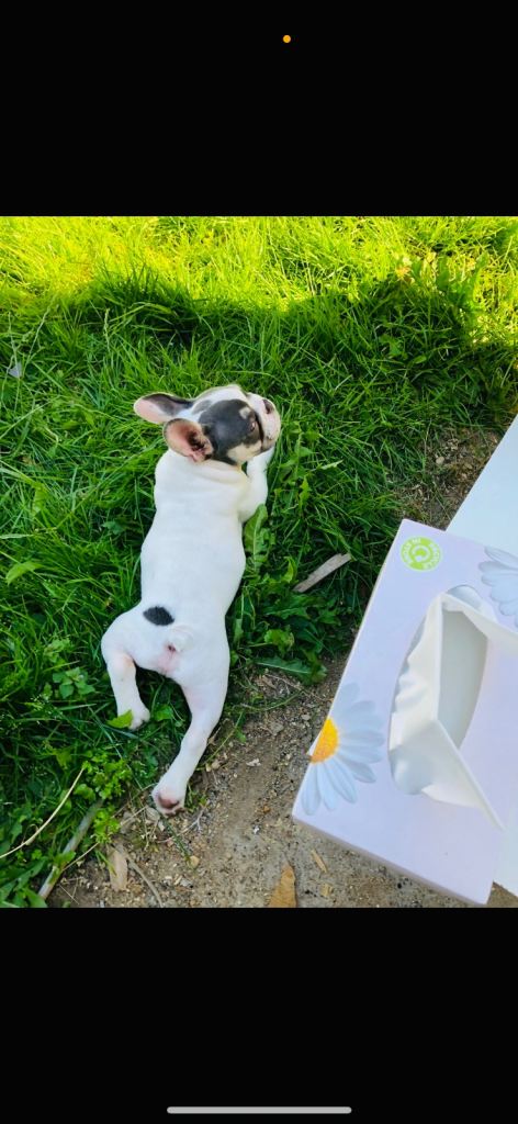 French bulldog for sale