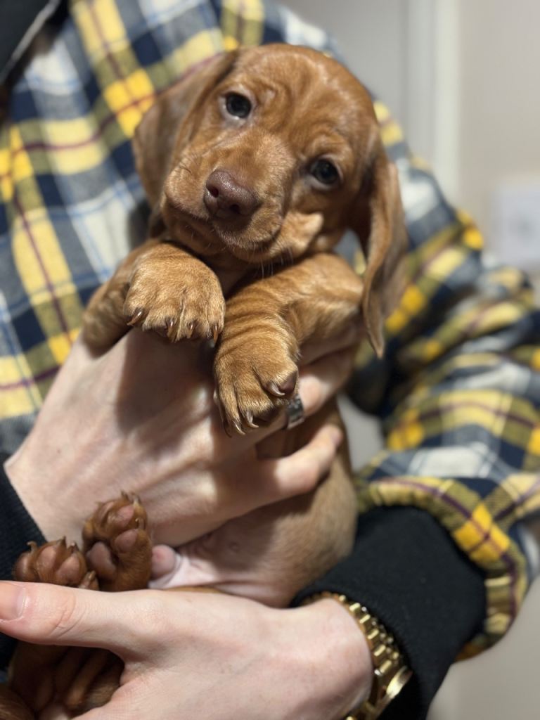 Beautiful shaded red miniature smooth haired dachshund puppies 