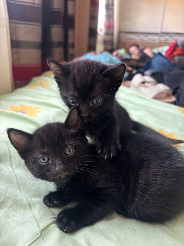 Three black kittens for sale 