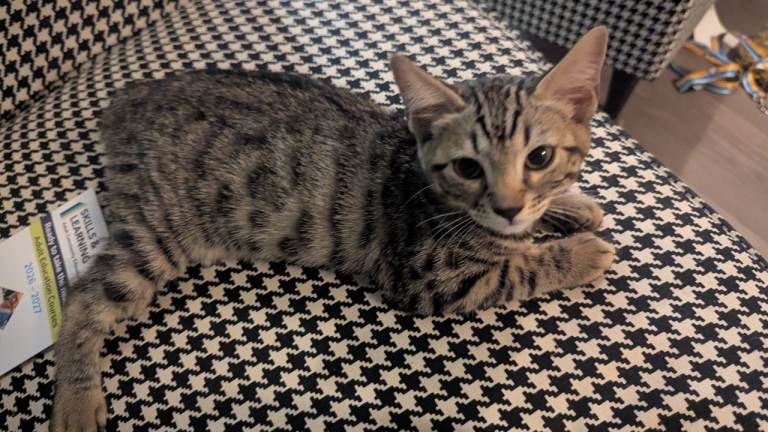 Bengal cross kitten available now 