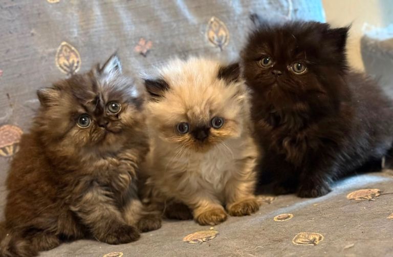 Stunning Persian kittens 