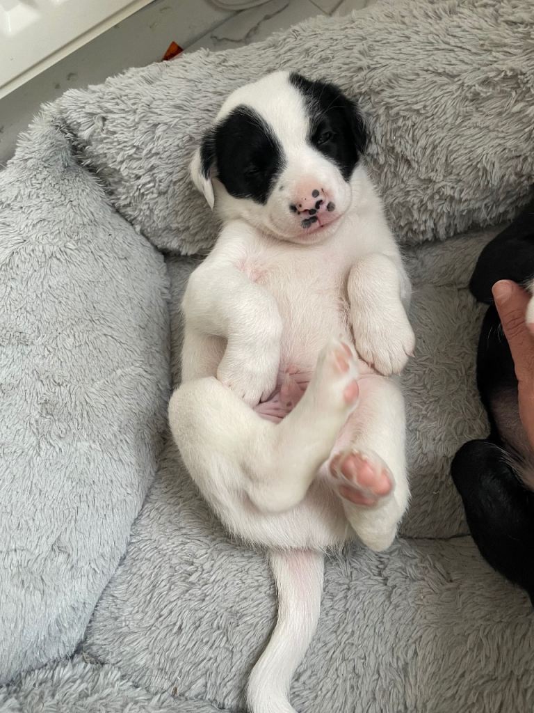 Male border collie puppy