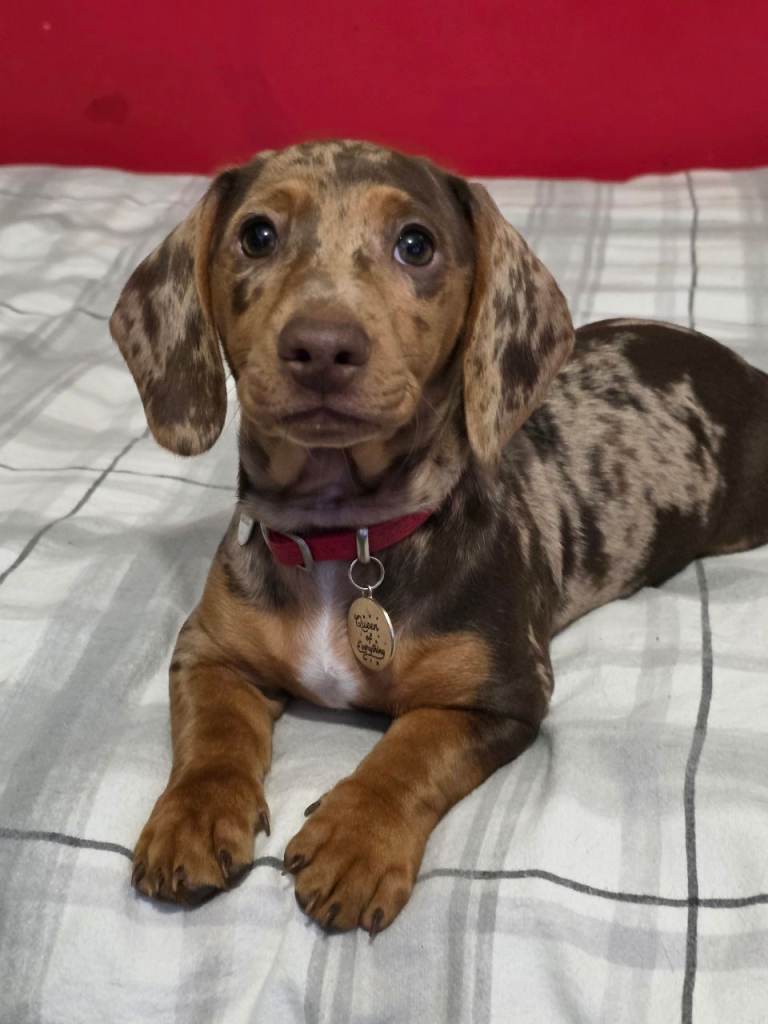 Dachshund girl 