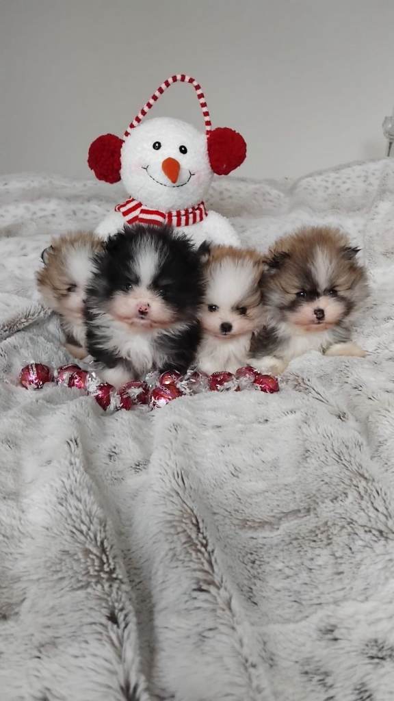 Beautiful little pomerenians for sale tamworth 