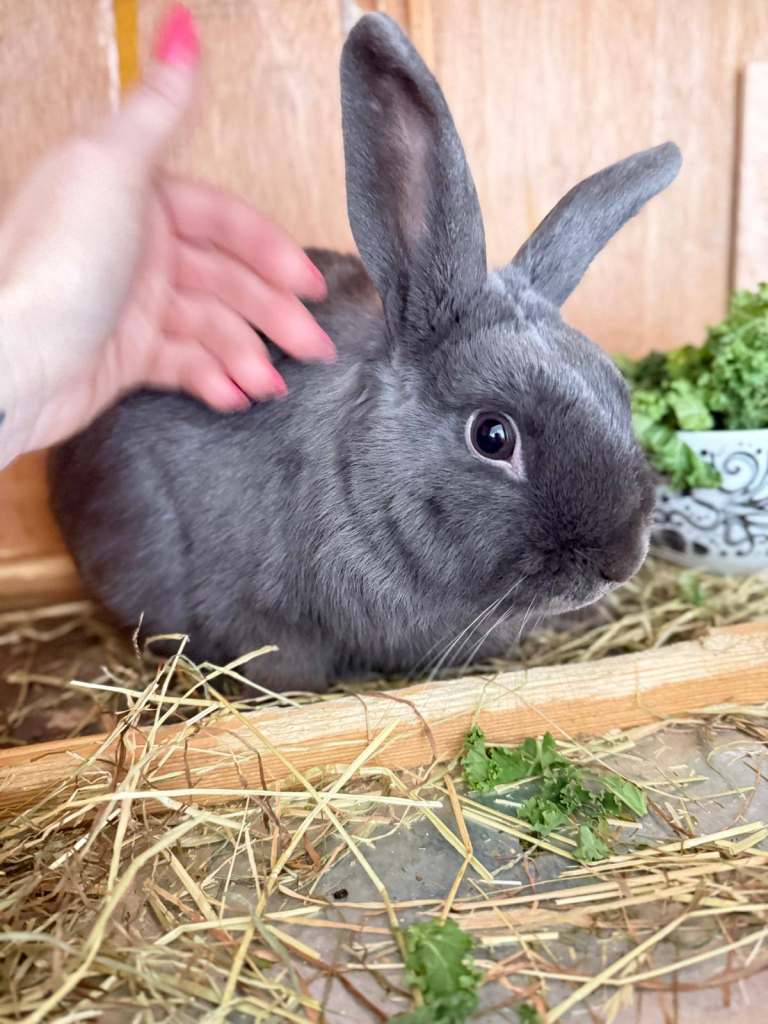 Grey Rabbit and Full Hutch ready to go
